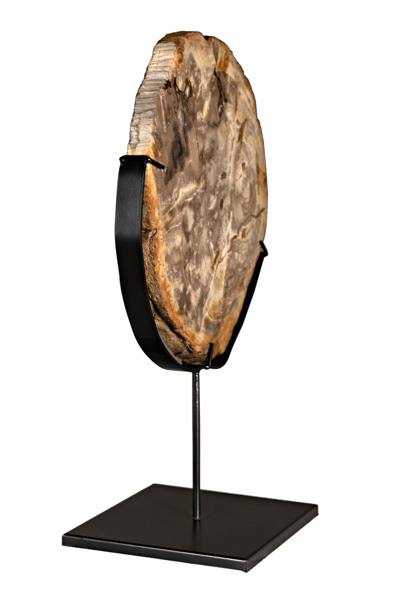 12" Wood Fossil with Stand Sculpture-Statues & Sculptures-Noir-Sideboards and Things