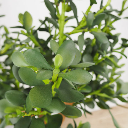 Faux Botanical Indoor Green Jade Plant